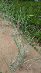 Andropogon hallii