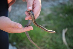 Thamnophis elegans vagrans