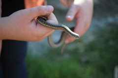 Thamnophis elegans vagrans