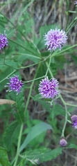 Vernonia greggii