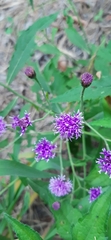 Vernonia greggii