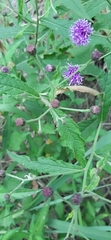 Vernonia greggii