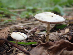 Agaricales
