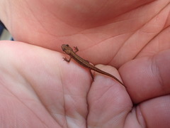 Lissotriton vulgaris