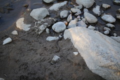 Thamnophis elegans vagrans