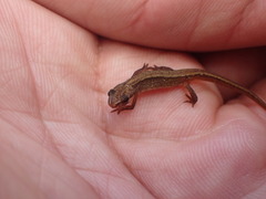 Lissotriton vulgaris