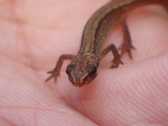 Lissotriton vulgaris