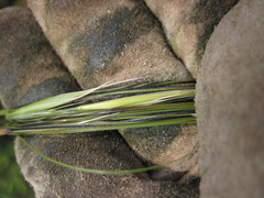 Hesperostipa spartea