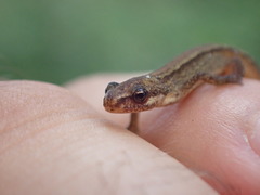 Lissotriton vulgaris