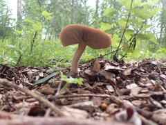 Agaricales