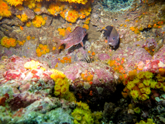 Neoniphon suborbitalis