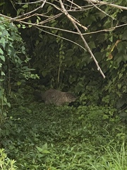 Marmota monax