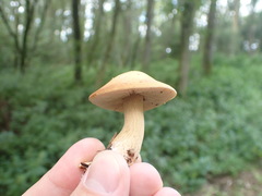 Agrocybe putaminum