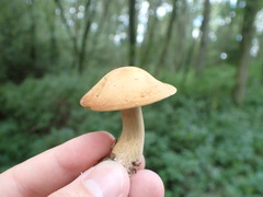 Agrocybe putaminum