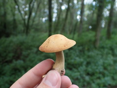 Agrocybe putaminum