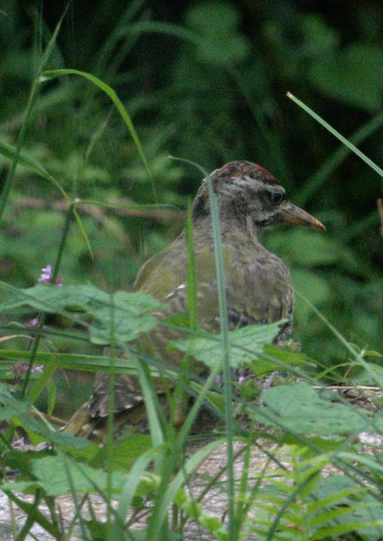 Scaly-bellied Woodpecker