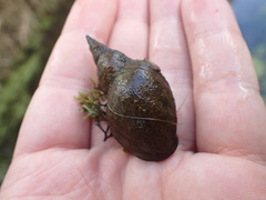 Lymnaea stagnalis