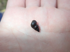 Bithynia tentaculata