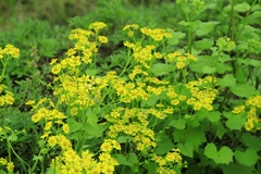 Sinosenecio oldhamianus