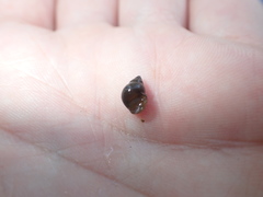 Bithynia tentaculata