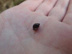 Bithynia tentaculata