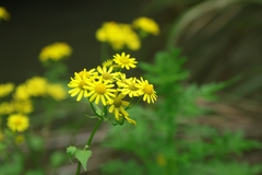 Sinosenecio oldhamianus