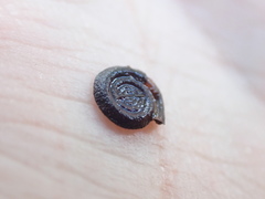 Planorbini