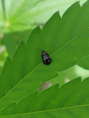 Alagoasa trifasciata