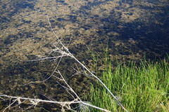 Pachydiplax longipennis