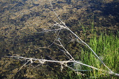 Pachydiplax longipennis