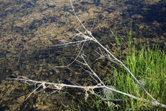 Pachydiplax longipennis