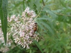 Eristalis tenax