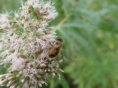 Eristalis tenax
