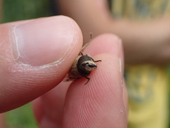 Eristalis tenax