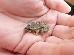 Pelophylax