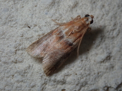 Acrobasis repandana