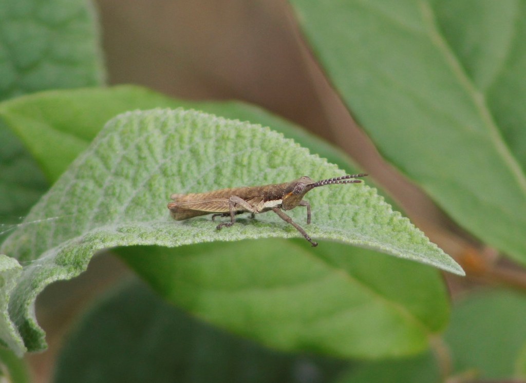 Ichthyotettix mexicanus