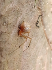Theridiidae