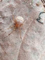 Theridiidae