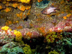 Neoniphon suborbitalis