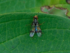 Richardiidae