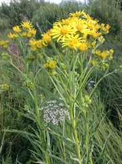 Jacobaea paludosa paludosa