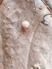 Theridiidae