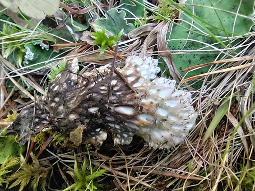 ruffled freckled pelt lichen