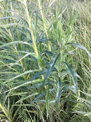 Jacobaea paludosa paludosa