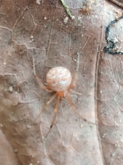 Theridiidae