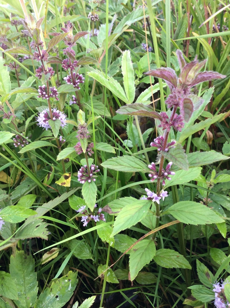 Whorled Mint