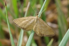 Idaea serpentata