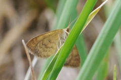 Idaea serpentata