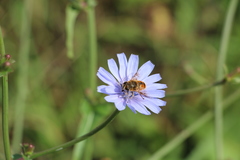 Eristalis tenax